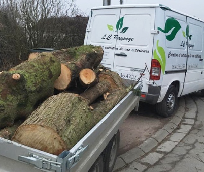 Abattage et élagage d'arbres à Tortequesne