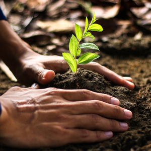 Plantation d'arbres et plantes à Tortequesne